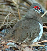 Partridge Pigeon