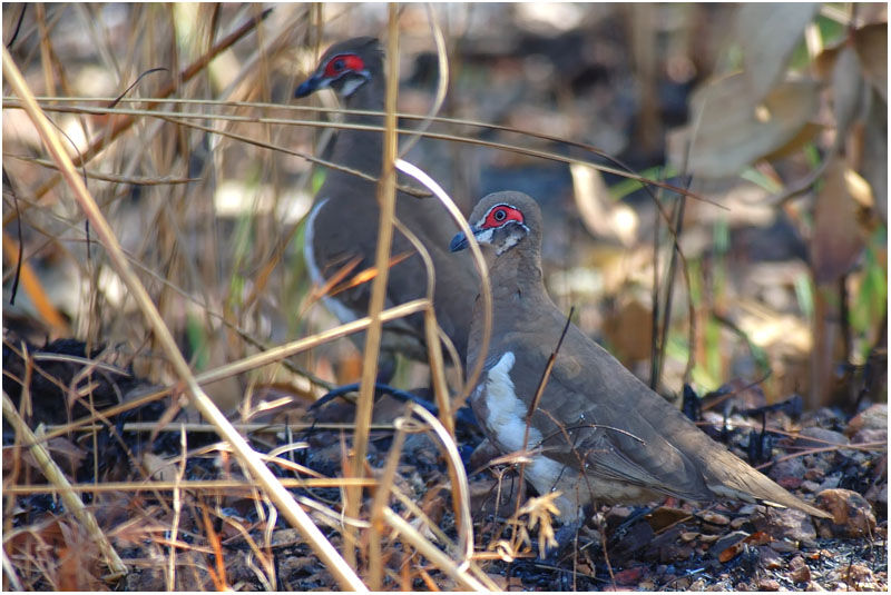 Partridge Pigeonadult