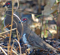 Partridge Pigeon