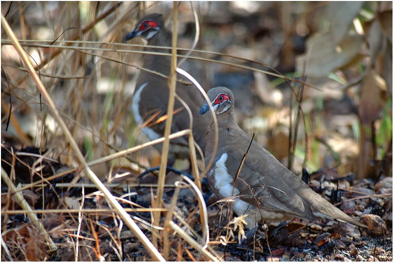 Partridge Pigeonadult