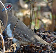 Partridge Pigeon