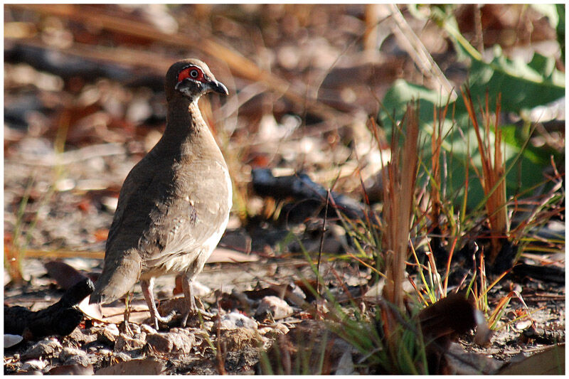 Partridge Pigeonadult