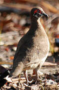 Partridge Pigeon