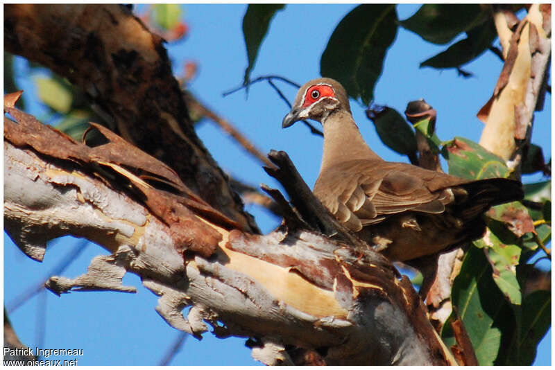 Partridge Pigeonadult, identification