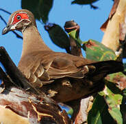 Partridge Pigeon