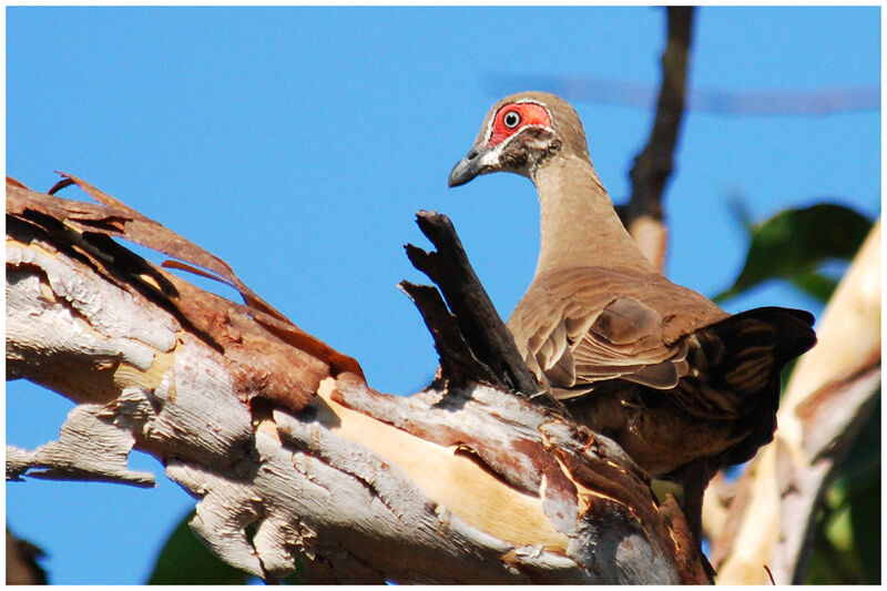 Partridge Pigeonadult