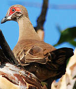 Partridge Pigeon