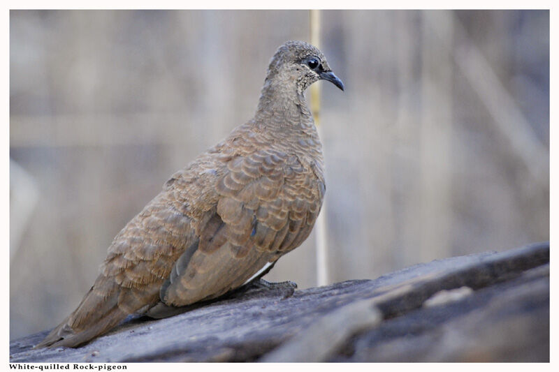 White-quilled Rock Pigeonadult