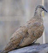 White-quilled Rock Pigeon