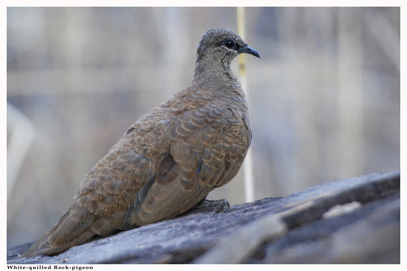 White-quilled Rock Pigeonadult