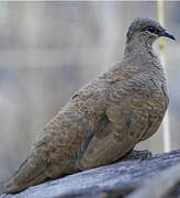 White-quilled Rock Pigeon