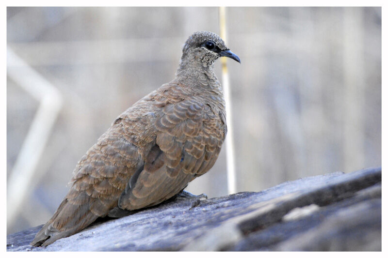 White-quilled Rock Pigeonadult