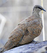 White-quilled Rock Pigeon