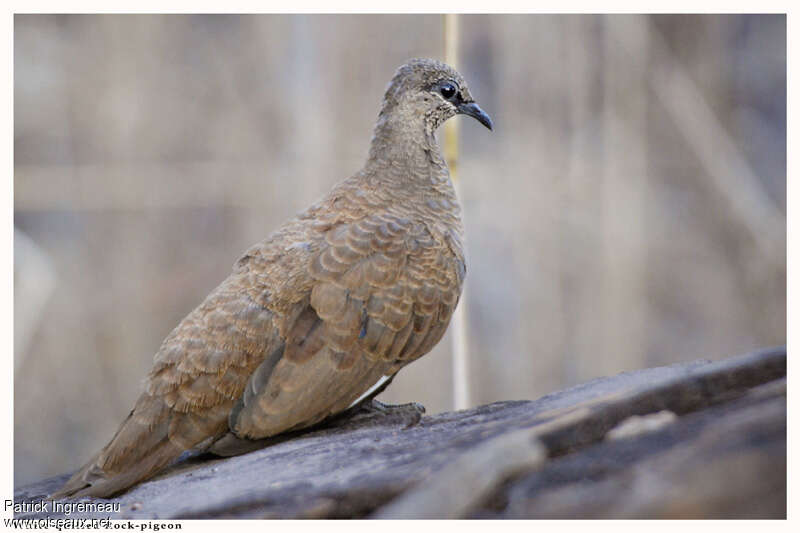 Colombine des rochersadulte, identification