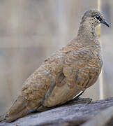 White-quilled Rock Pigeon