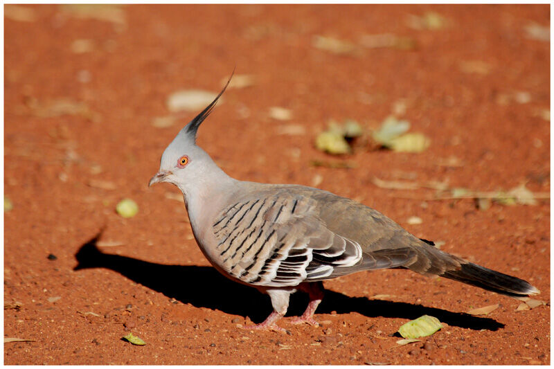 Crested Pigeonadult