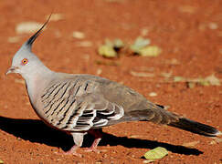 Crested Pigeon