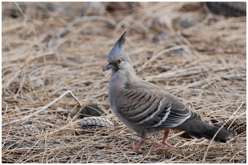 Crested Pigeonjuvenile