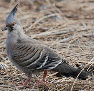 Crested Pigeon