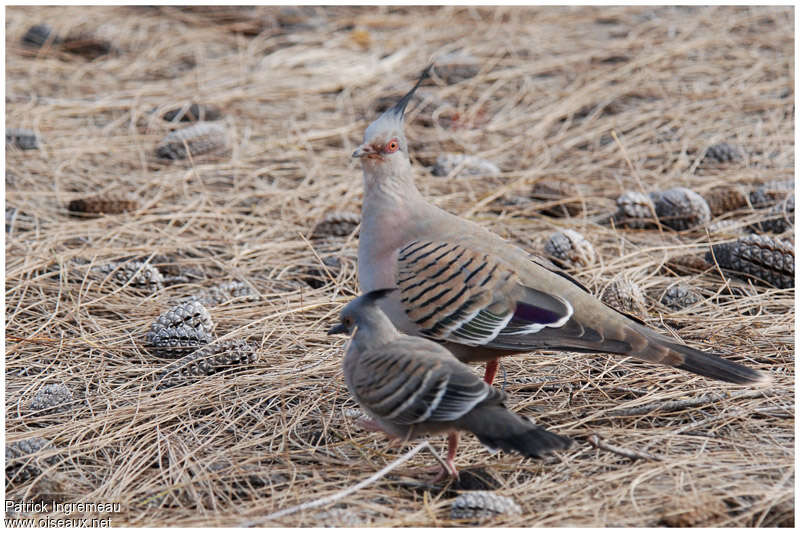 Crested Pigeonadult, Reproduction-nesting