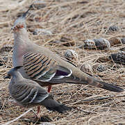 Crested Pigeon