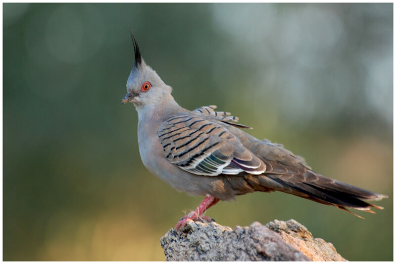 Crested Pigeonadult, identification