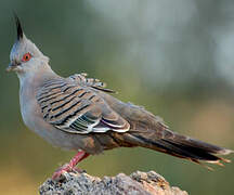 Crested Pigeon