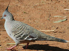 Crested Pigeon