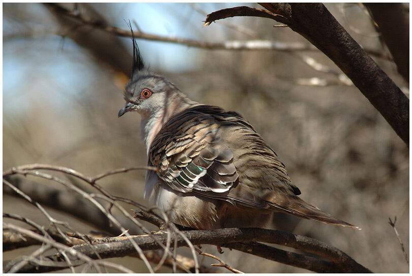 Crested Pigeon