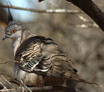 Crested Pigeon