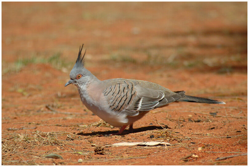 Crested Pigeon