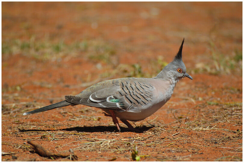 Crested Pigeon