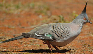 Crested Pigeon