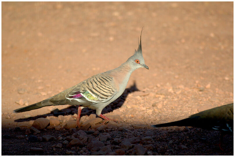 Crested Pigeon