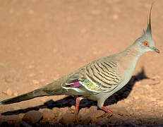 Crested Pigeon