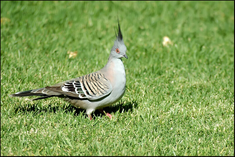 Crested Pigeon