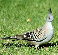 Crested Pigeon