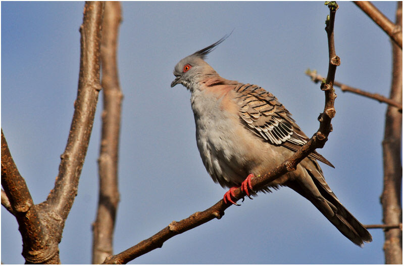 Crested Pigeonadult