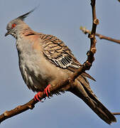 Crested Pigeon