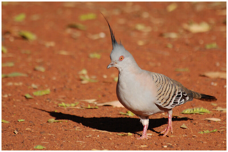 Crested Pigeonadult