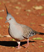 Crested Pigeon