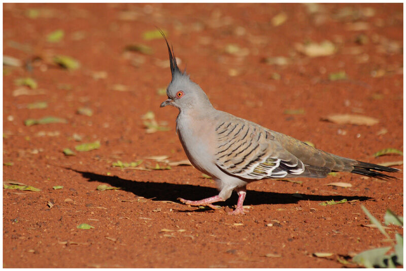 Crested Pigeonadult