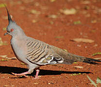 Crested Pigeon