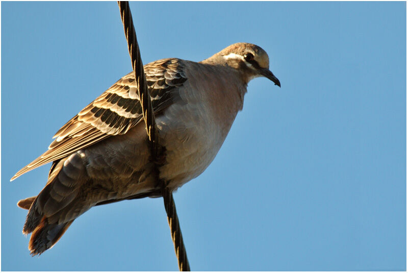 Common Bronzewing male adult