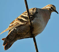 Common Bronzewing