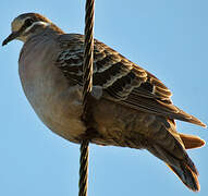 Common Bronzewing