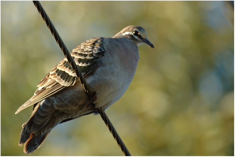 Common Bronzewing male adult