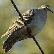 Common Bronzewing