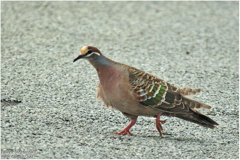 Common Bronzewing male adult