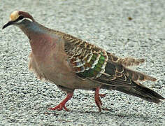 Common Bronzewing